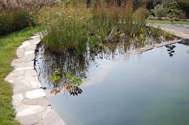 Lagunage de piscine écologique avec passage à pied, margelle en grès
