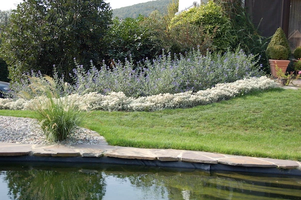 Plantations aux abords d'une piscine écologique