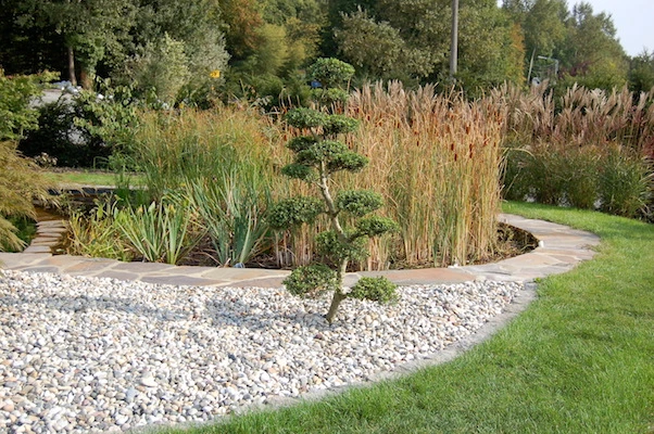 Mariage de plantation taillée en topiaire et graminées- plantes aquatiques